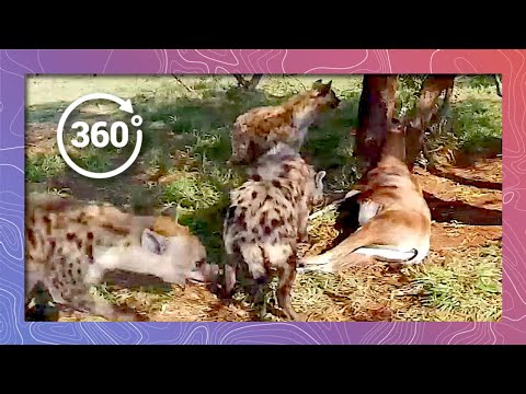 Hyena in 360 4K Feasting on Antelope (Wildlife and Nature 2018) - YouTube