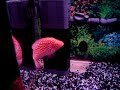 red texas cichlid new tank