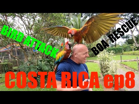 YouTube reptile video
