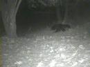 black-bear-tearing-down-bird-feeder.html
