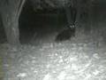 Black Bear in Murrysville, PA