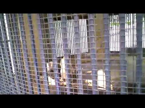 randomwinvideos - Man, I just watched that Monkey tries to attack guy from that randomwinvideos dude and it was pretty neat, but she didn't end up ripping her limbs off like I...