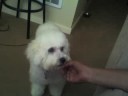 Taming of the maltipoo puppy