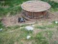 Brand new Pygmy goat kid Rock und Roll videos