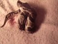 Saif My Ball Python Eating!!