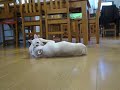 フレンチ