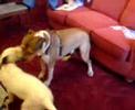 tyson and kia rumbling round 2