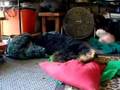 Airedale Terrier video