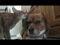 CatDogLovers--kissing puppies