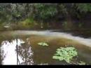 Cypress Creek Town Center Mudbogging scapegoat