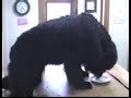 Naughty newfoundlands Naughty newfoundlands
