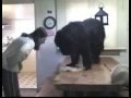 Naughty newfoundlands