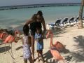 Aruba - Feeding Flamingos