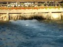 Swan Playing in Thun, Switzerland (Long Version)