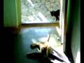 videos de CAT fight :HAZARD