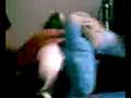 videos de la toruga y el oso bailando esta vez