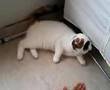 スコティッシュフォールド　ねこぱんち　ScottishFold　
