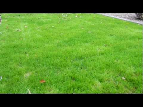 how to grow rye grass