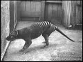 Tasmanian Tiger/ thylacine combined footage