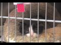 Broadcast project on Animal Control