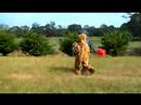 groundhog-and-shadow-in-baton-rouge-louisana.html