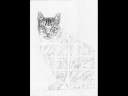 How To Draw A Cat (Tabby)