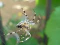 Araneus diadematus building his web Araneus diadematus building his web