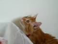 videos de Mr. Kitty & a beam of light