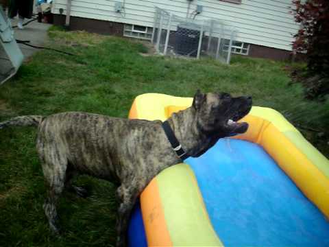 presa canario