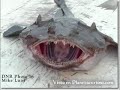 Criaturas extrañas,fenomenos,monstruos,,cryptozoologi