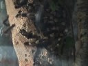 Copula Regalis by Alex Copula Regalis by Alex