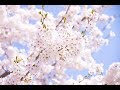 🌸🍀【ご挨拶あり】2019年3月18日～3月24日🌠ウィークリーリーディング☆tarot＆oracleカードリーディング