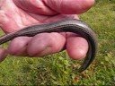Meet a female Slow Worm Meet a female Slow Worm