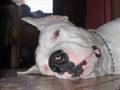 Dogo Argentino video