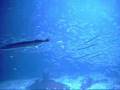 Sandeel Tank - Bergen Aquarium