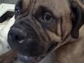 DEXT-ORR BULLMASTIFF\