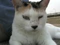 Tortoiseshell Cat ilive in sea side ????????? Tortoiseshell Cat ilive in sea side ?????????