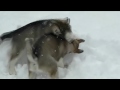 Fleet Foxes – White Winter Hymn