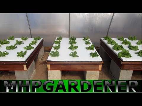 how to fertilize hydroponic tomatoes