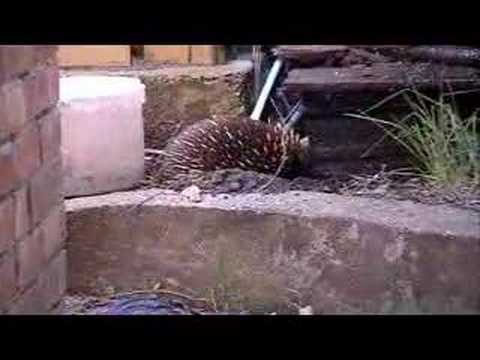 The Thirsty Echidna
