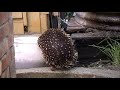 The Thirsty Echidna The Thirsty Echidna