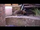 The Thirsty Echidna