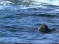 Southern Sea Otters at Point Pinos 2 Southern Sea Otters at Point Pinos 2