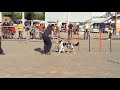 T�rrega standar agility G1