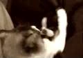 Boston Terrier video