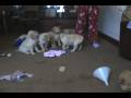 13 GoldenDoodle Puppies