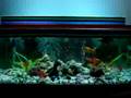 My Aquarium