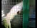 BROOTAL GEORGE!_low.wmv
