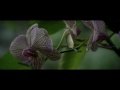 Nice Video