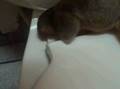 I Have An Anteater In My Bathroom!!